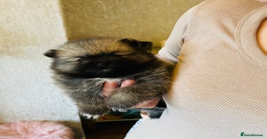 Pomeranian dogs - Advert 10