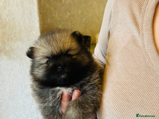 Pomeranian dogs - Advert 2