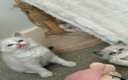 Ragdoll cats for sale: Blue bicolour babies 🐾 - Image 17