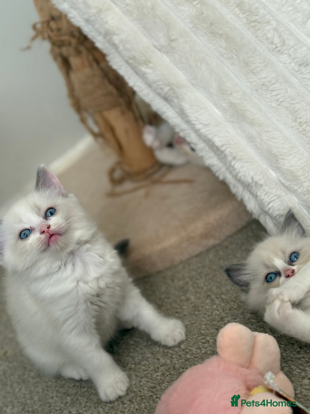 Ragdoll cats for sale: Blue bicolour babies 🐾 - Image 17