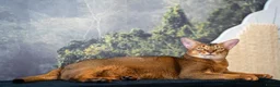 Abyssinian cats for sale: Super Cuddling Boy Champion Line 🏆 Silver Black - Advert 38
