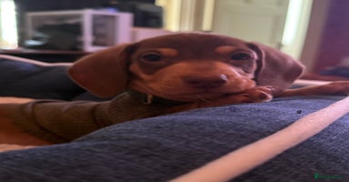 Miniature Dachshund dogs - Advert 5