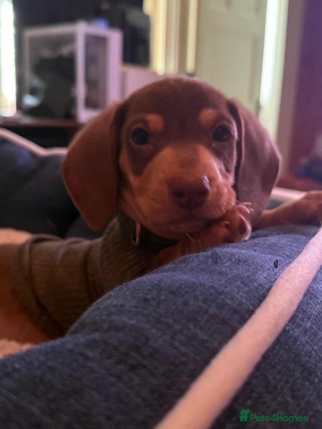 Miniature Dachshund dogs for sale: REDUCED 9 WEEKS MINI DACHSHUND PUPPY - Image 2