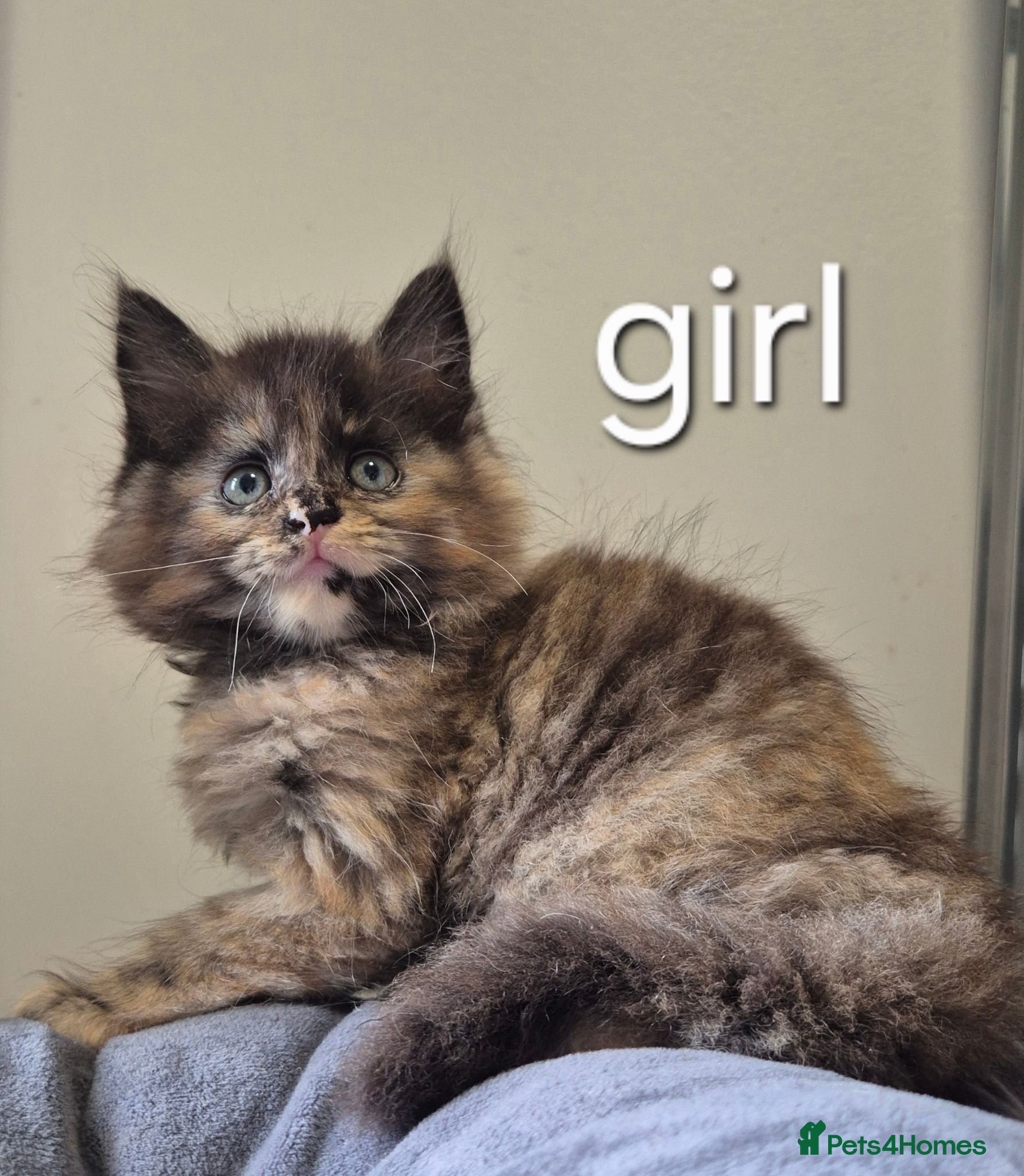 Maine Coon cats 🐱 MAINE COON KITTENS 🐱 - Advert 1