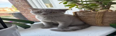 British Shorthair 4
