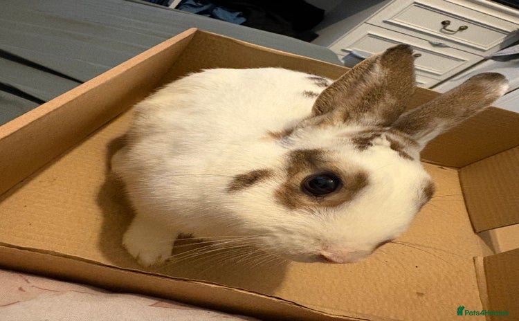 Mixed Breed rabbits - Advert 11