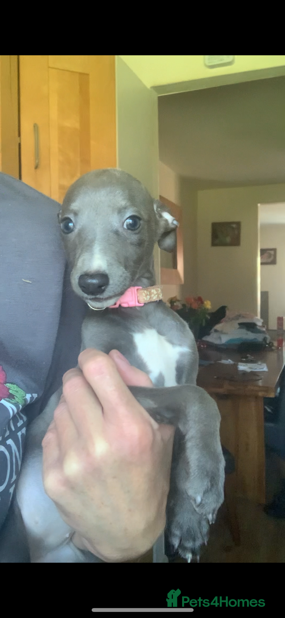 Whippet dogs Blue Kennel Club Registered Whippet pups - Advert 1