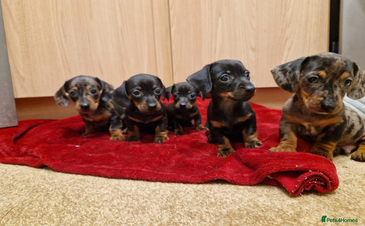 Miniature Dachshund dogs - Advert 12