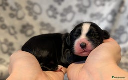 Cocker Spaniel dogs for sale: 🐾 KC Reg - Working Cocker spaniel DNA Tested 🧬 - Image 13