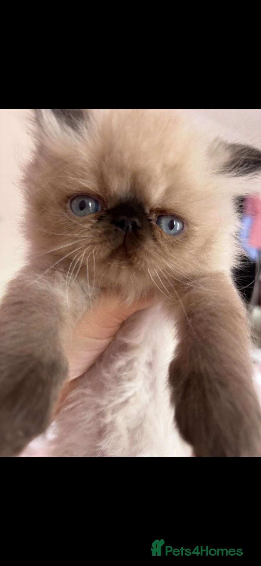 Persian cats Stunning colour point Persian Kittens - Advert 2