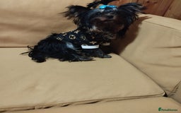 Yorkshire Terrier dogs for sale: 💝💝💝Both sides many champions 💝💝💝 in Leeds - Image 18