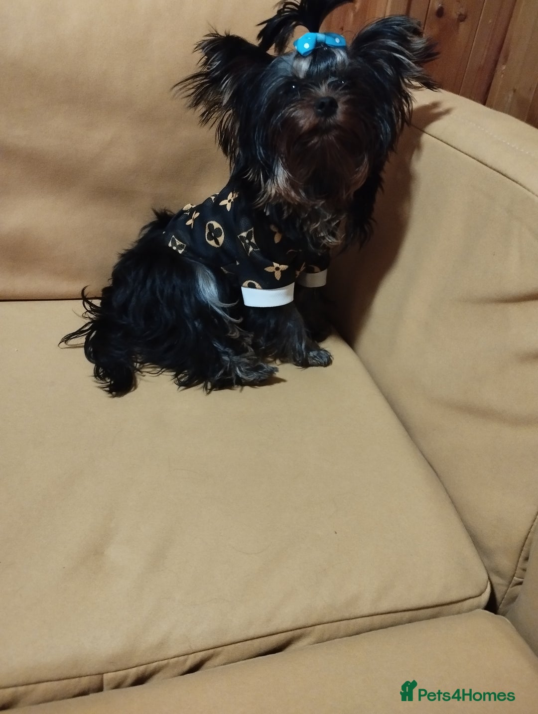 Yorkshire Terrier dogs for sale: 💝💝💝Both sides many champions 💝💝💝 in Leeds - Image 18