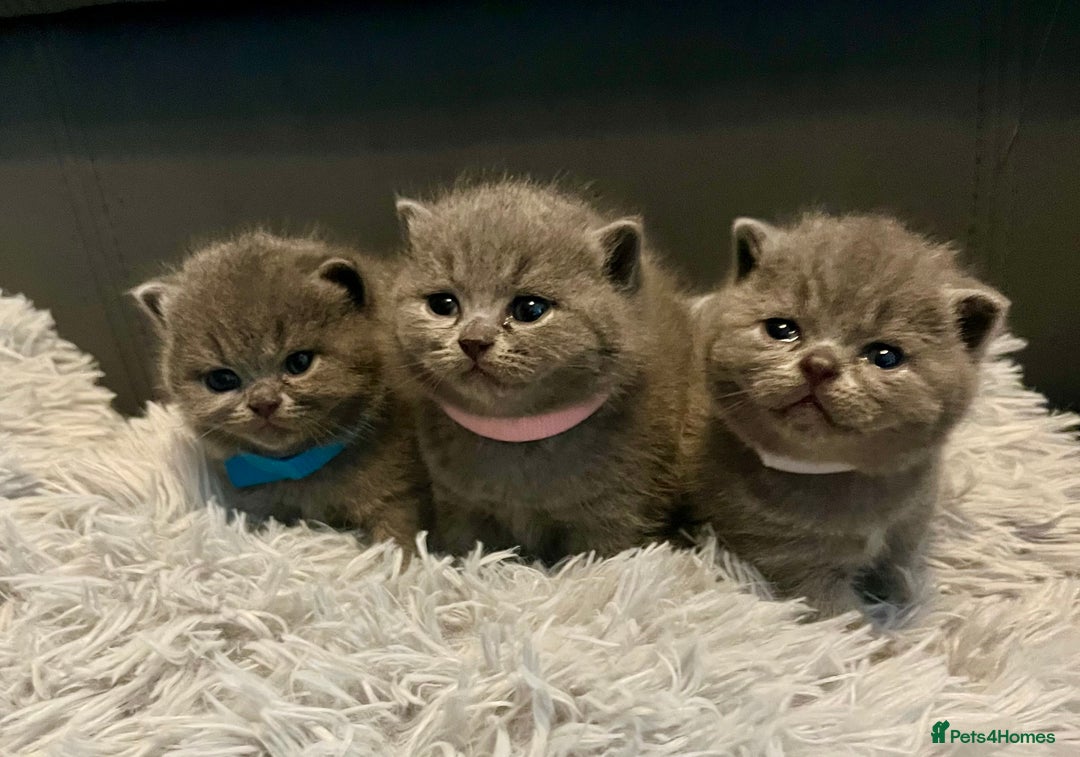 British Shorthair cats for sale: Gentle loving family pets - British Blues  - Image 1