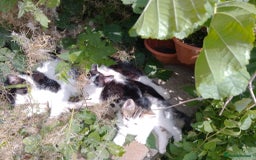 British Longhair cats for sale: 4 Beautiful Kittens - Image 5