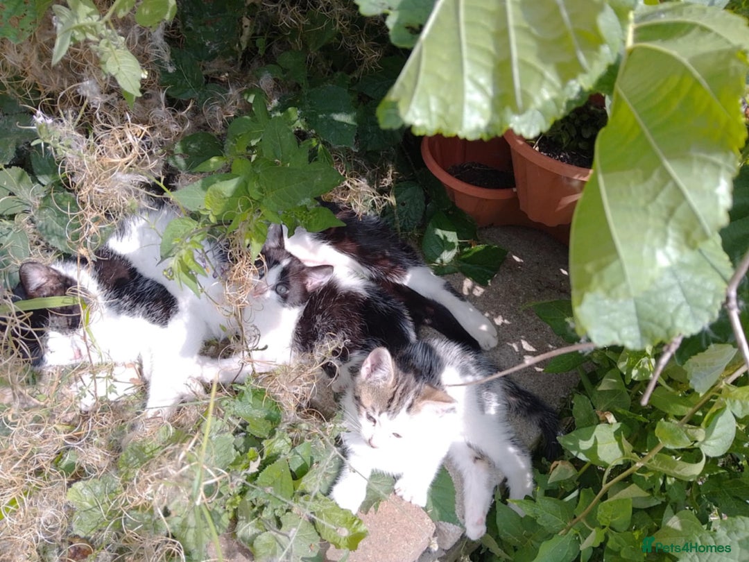 British Longhair cats for sale: 4 Beautiful Kittens - Image 5