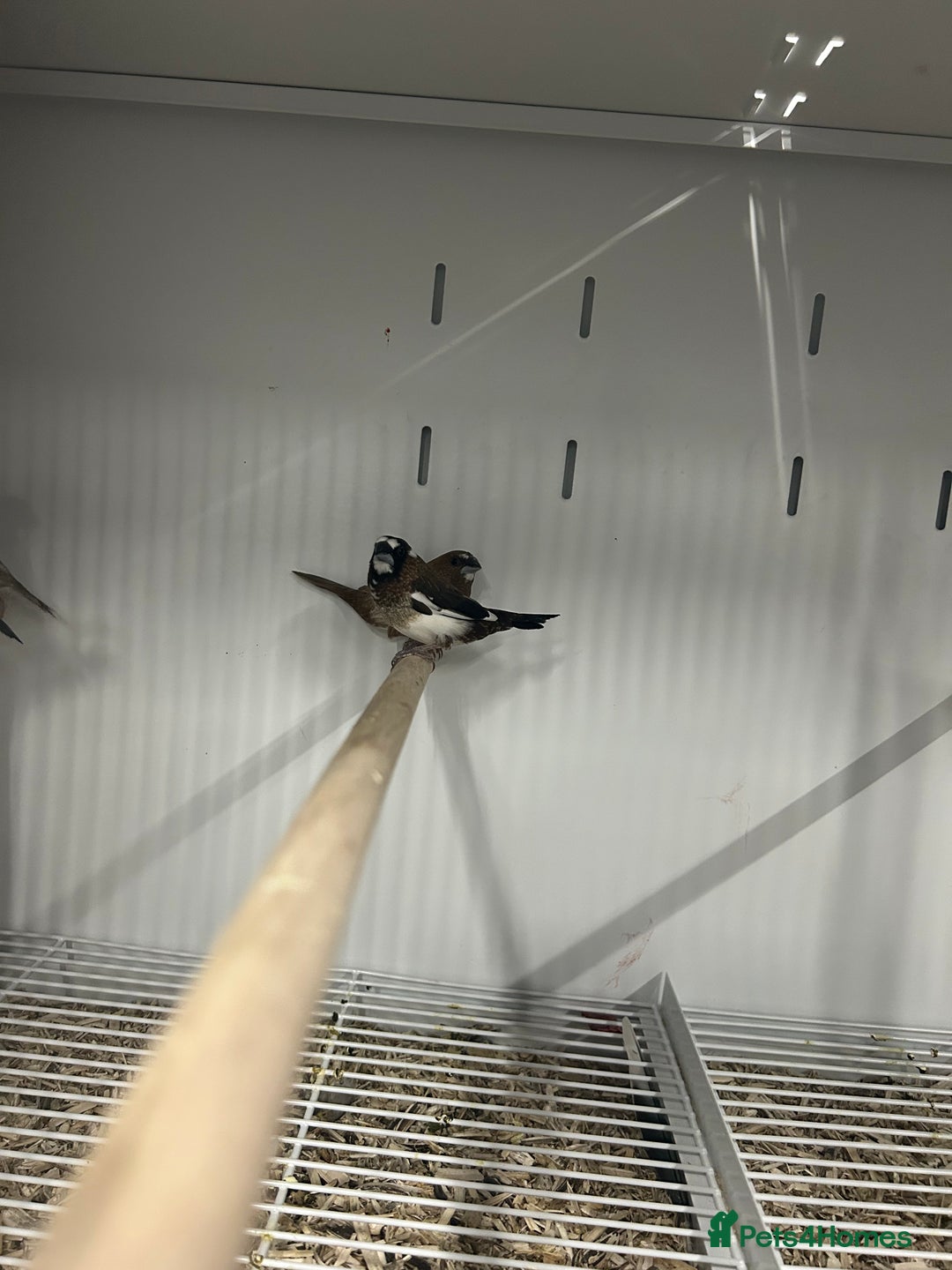 Finches birds for sale: Various Range Stunning Baby Finches  - Image 5