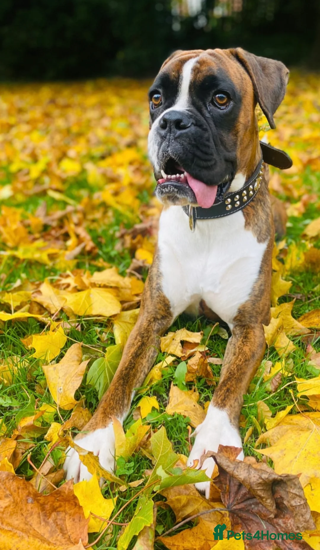 Boxer dogs for stud: Beautiful Brindle Boxer Stud Available - Advert 2