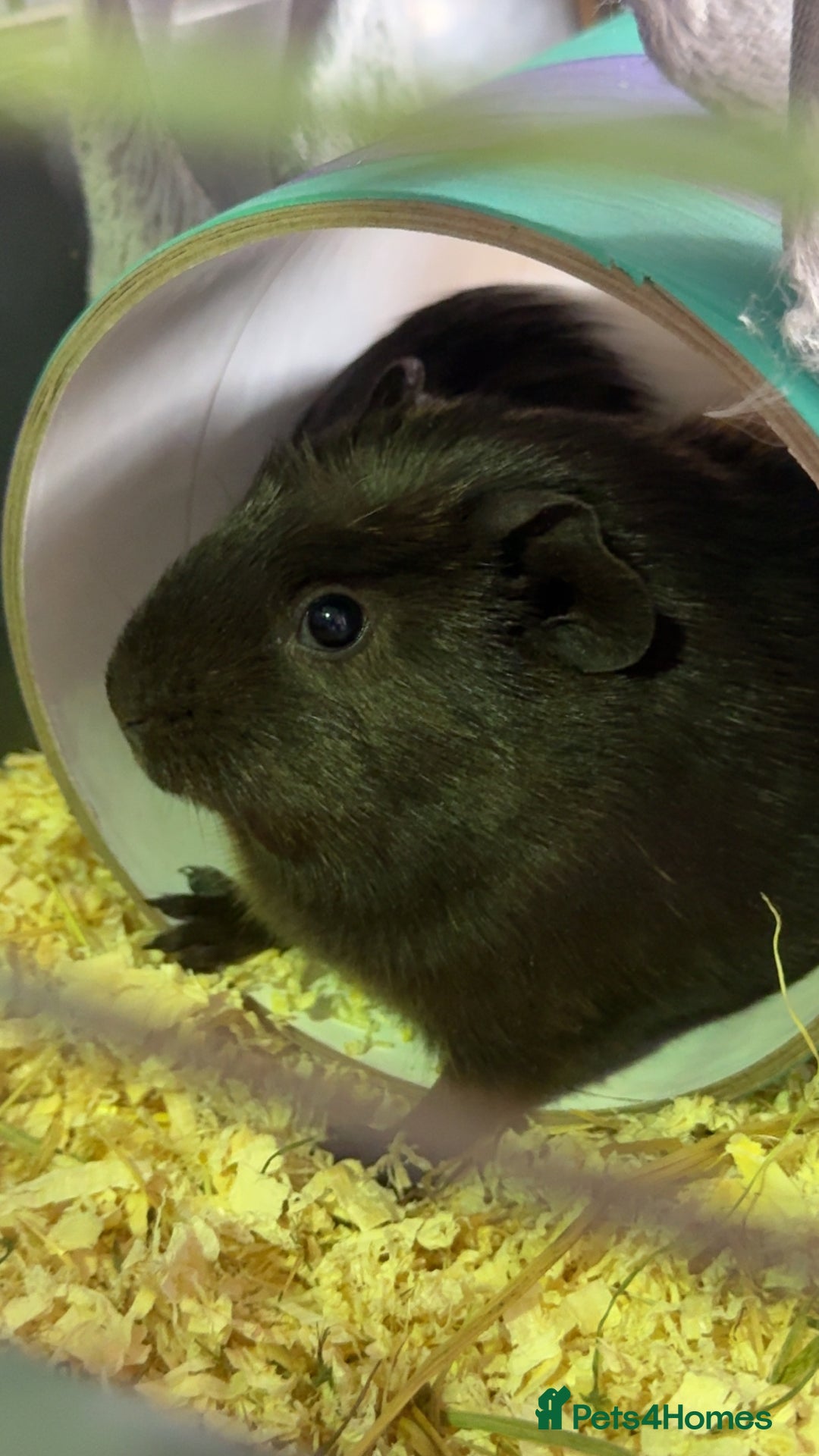 Guinea Pig rodents for sale: Two bonded female guinea pigs with set up - Advert 4