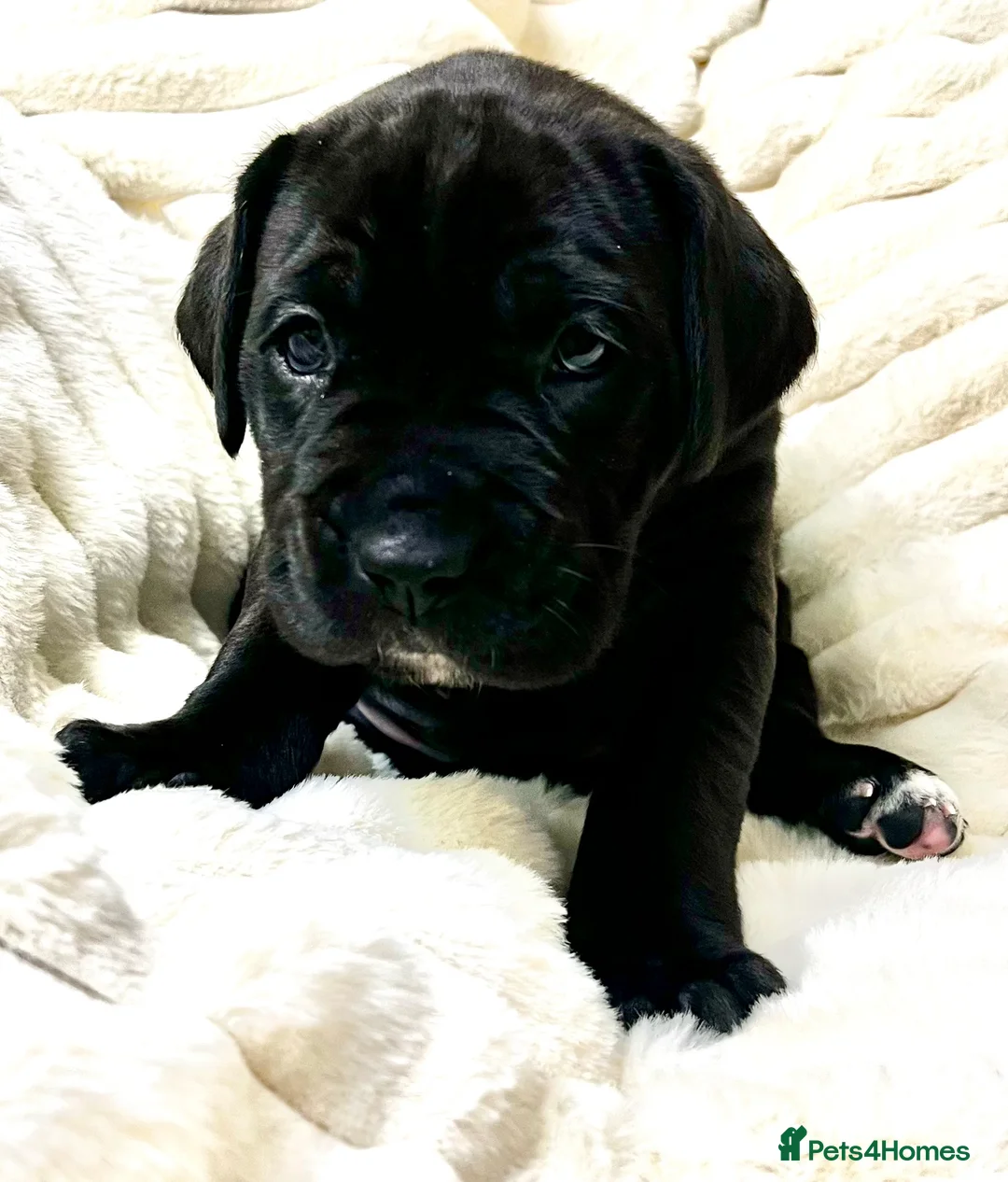 Cane Corso dogs for sale: Cane Corso Puppies  - Advert 29