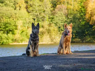 German Shepherd dogs KC Registered Working Line German Shepherd Puppies - Advert 10