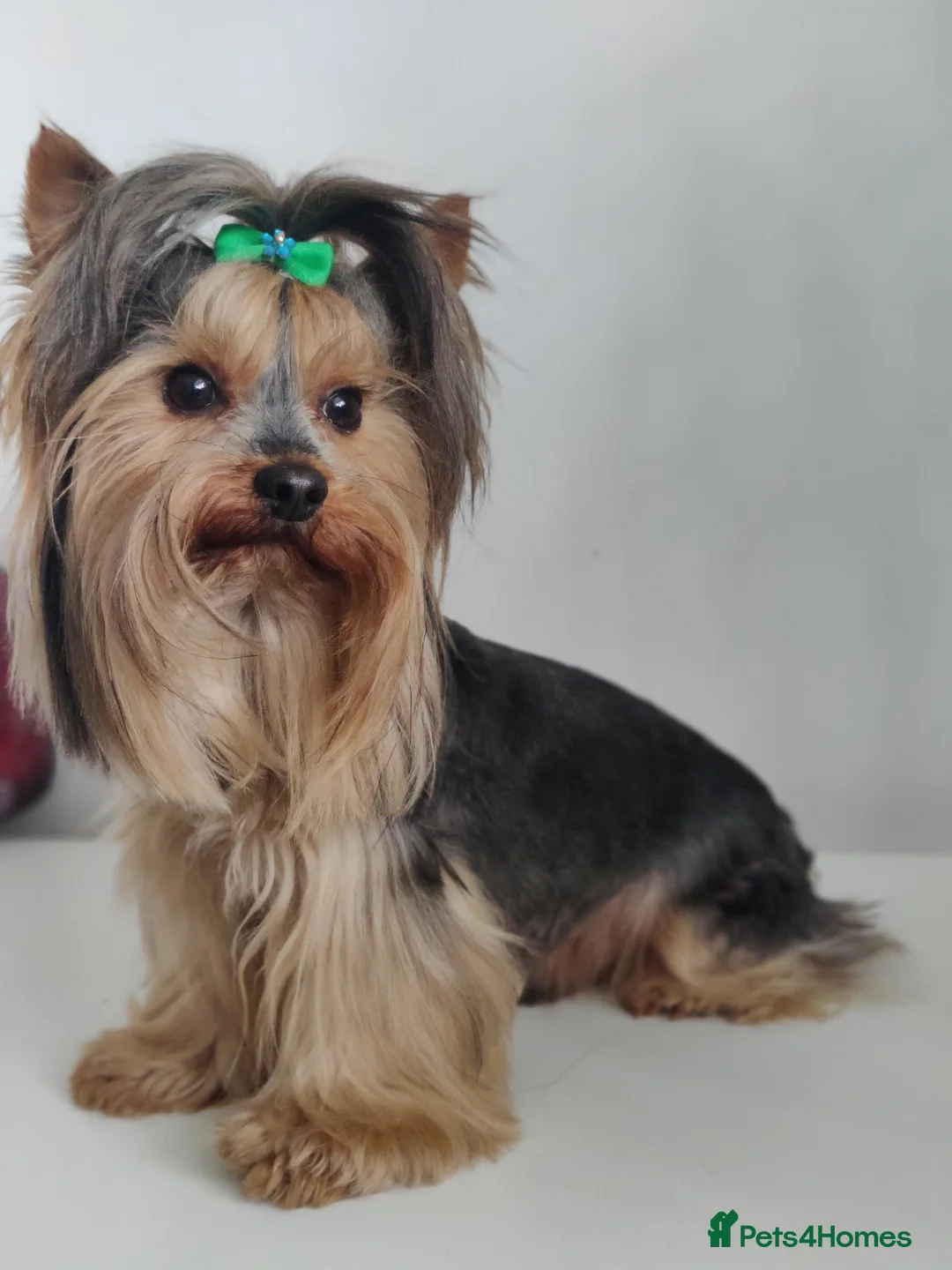 Yorkshire Terrier dogs for stud:  PEDIGREE Yorkshire terrier for STUD  in Hull - Advert 2