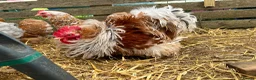 Chickens poultry for sale: Pekin bantam hatching eggs, chicks, growers, hens - Advert 1