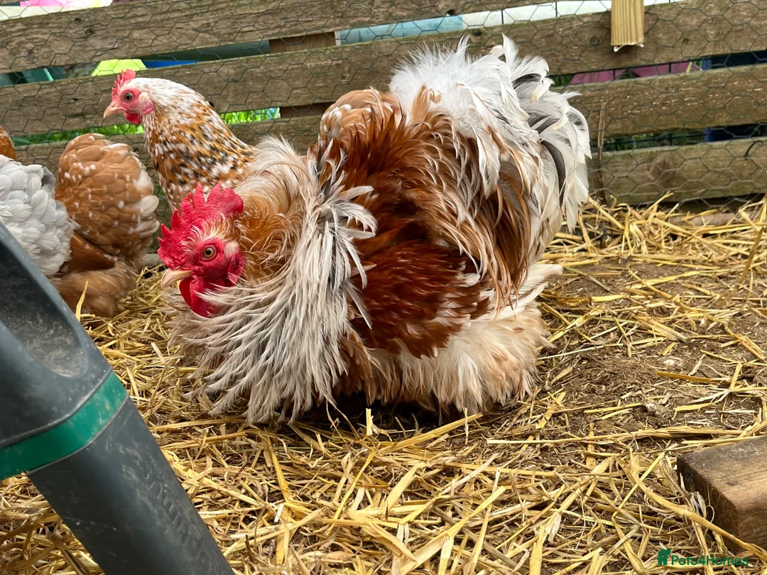 Chickens poultry for sale: Pekin bantam hatching eggs, chicks, growers, hens - Advert 1
