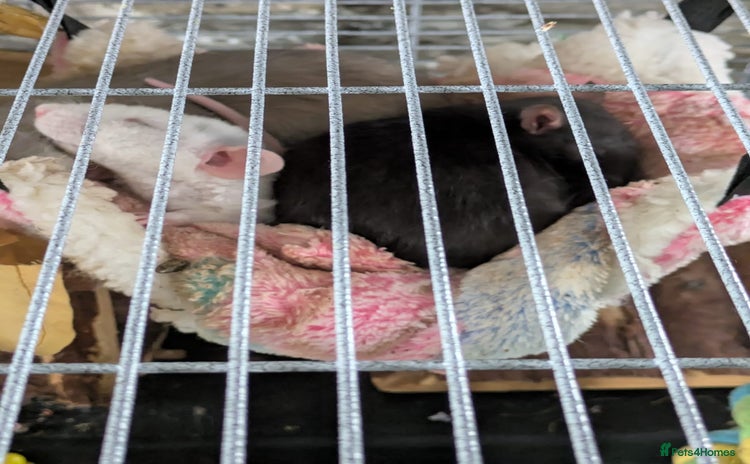 Rat rodents - Advert 3