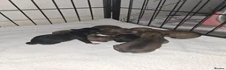 Jackapoo dogs for sale: Gorgeous jackapoo puppies 🐶  - Advert 3