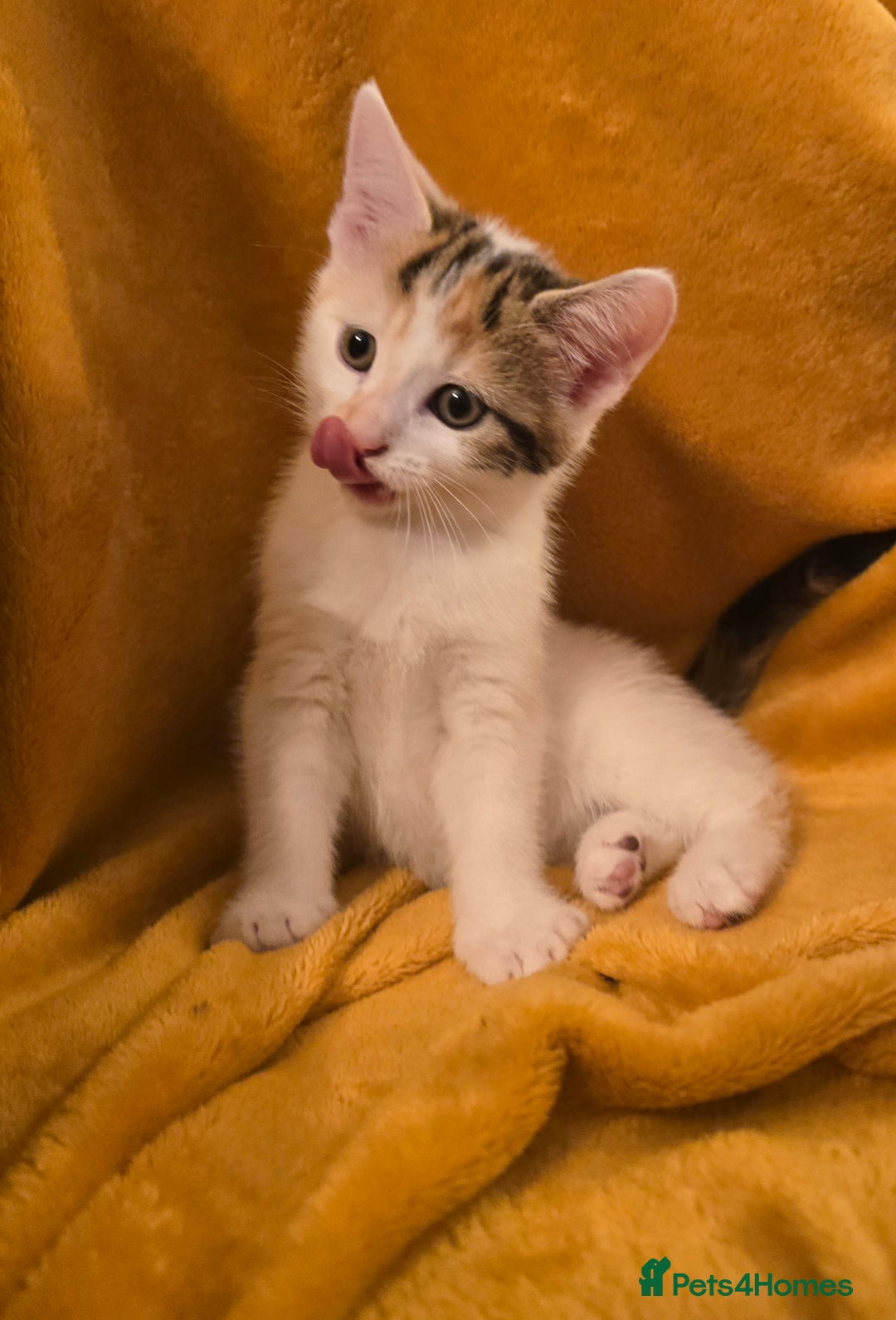 Mixed Breed cats for sale: 4 boys and 2 girls Family-Raised, Well-Socialised  - Image 21