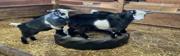 Goats livestock for sale: Pygmy kids for sale. Females and castrated males  - Advert 8