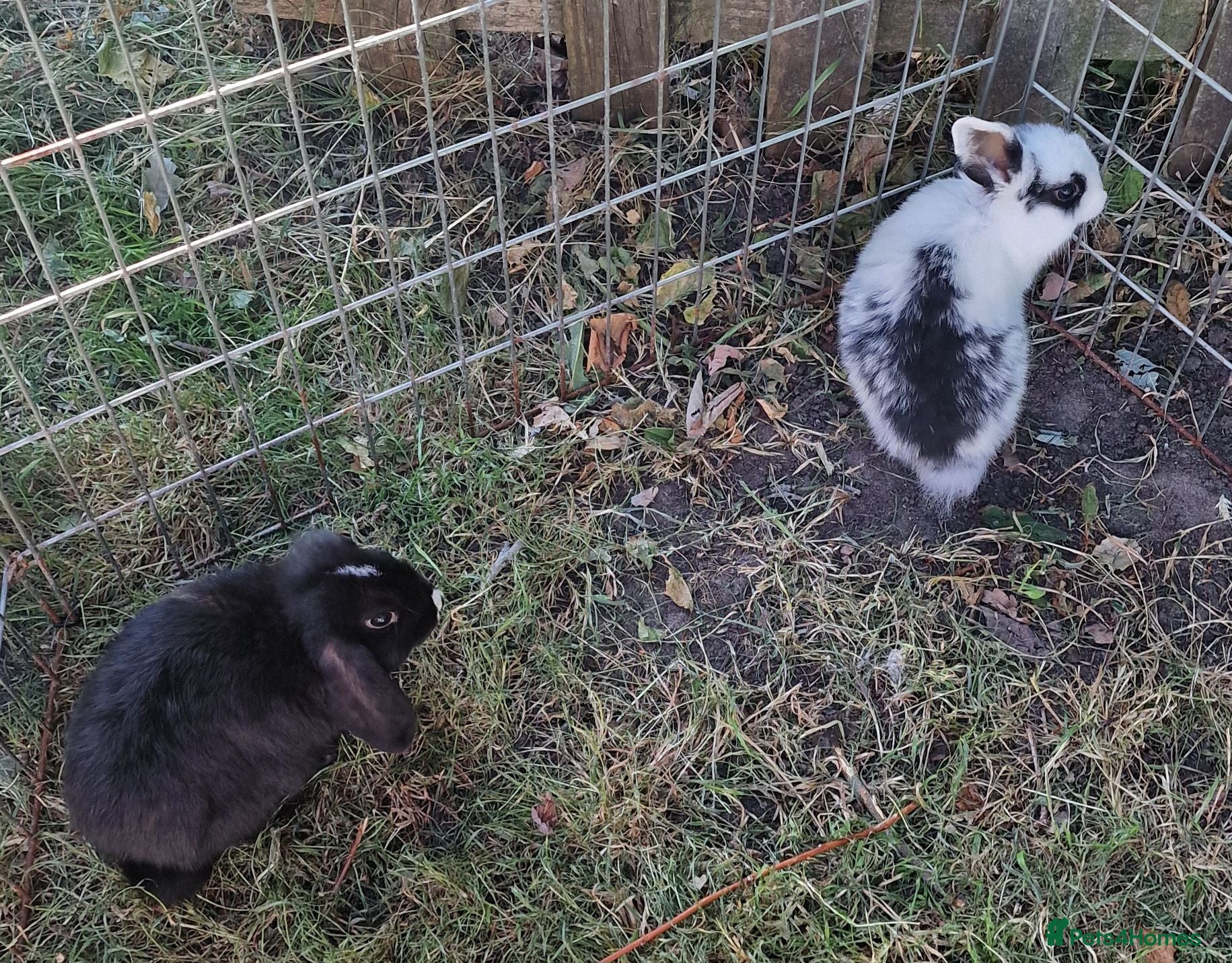 Mini Lop rabbits Mini lop does - Advert 6