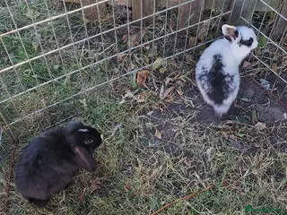 Mini Lop rabbits Mini lop does - Advert 6