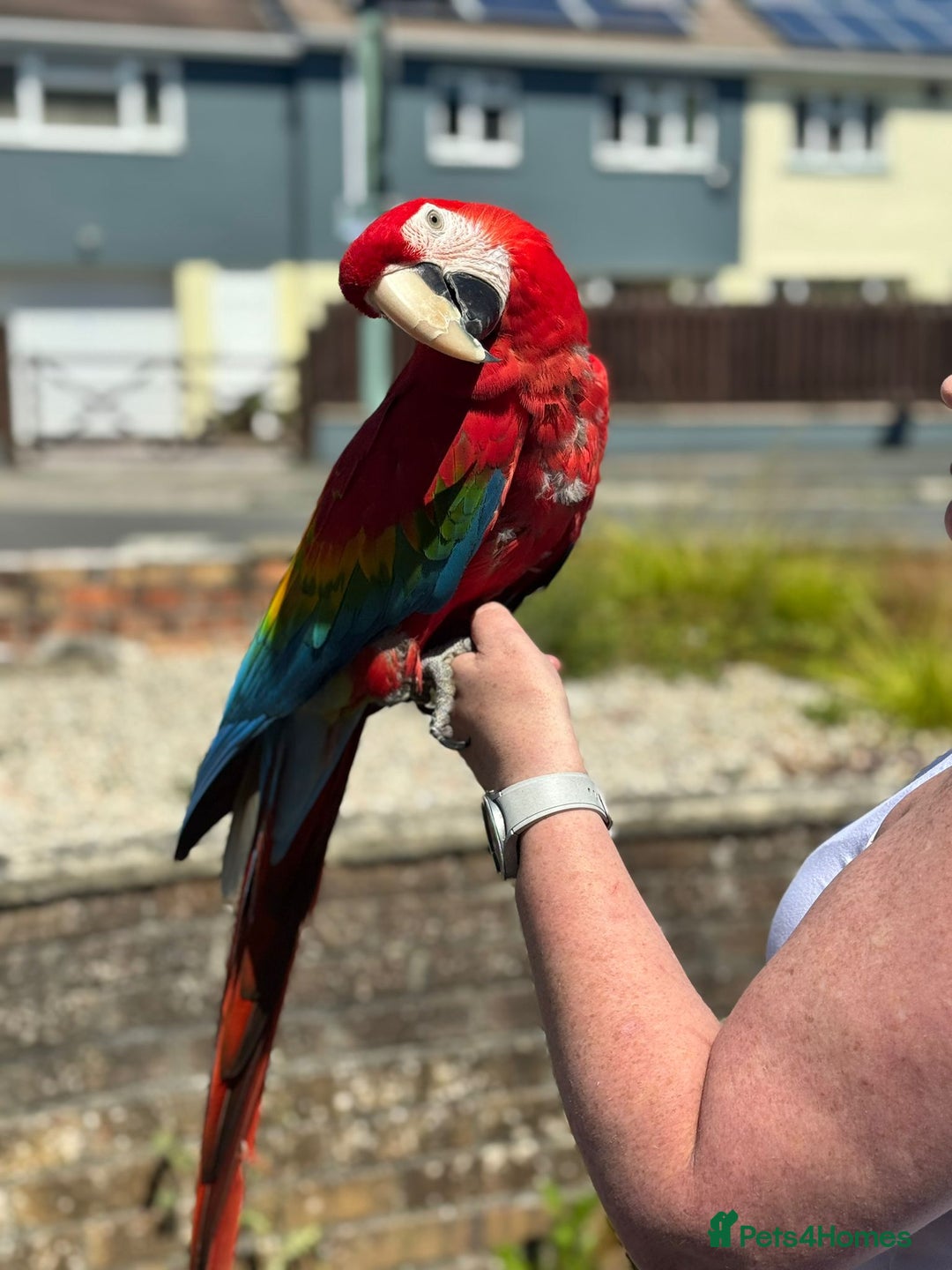 Parrots birds for sale: Various parrots available check description  - Advert 12