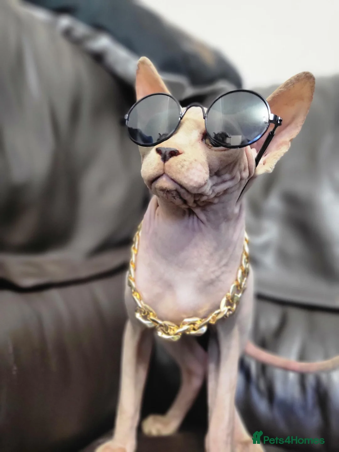Sphynx cats for sale: Last boy !! Final reduce price🐾 - Advert 1