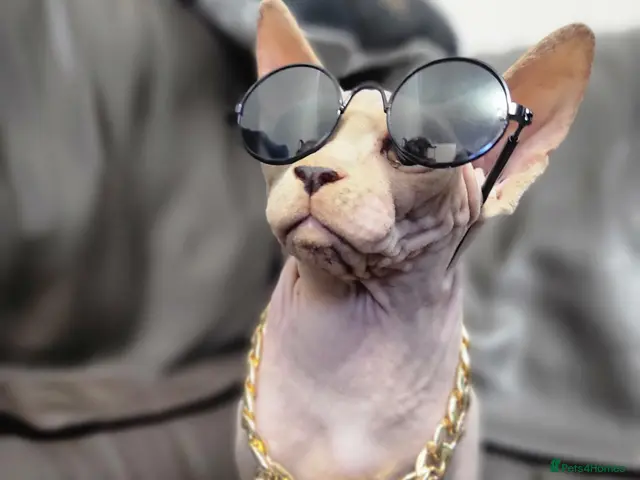Sphynx cats Last boy !! Final reduce price🐾 - Advert 4