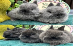 Netherland Dwarf rabbits for sale: Show Quality Pure Bred Netherland Dwarfs - Image 1