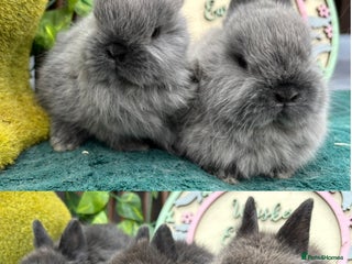 Netherland Dwarf rabbits for sale - Advert 1