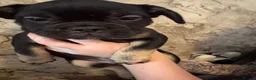 French Bulldog dogs for sale: FRENCH BULLDOG PUPPIES - READY TO LEAVE in Bradford - Advert 6