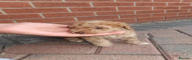 Cockapoo 4