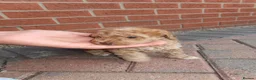 Cockapoo dogs for sale: Beautiful cockapoo puppies  - Advert 9