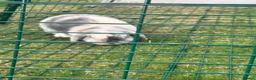 Mini Lop rabbits for sale: 2 beautiful bonded bunnies  in Bath - Advert 7