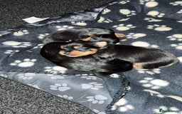 Yorkshire Terrier dogs for sale: Yorkshire Terrier Puppies  - Advert 14