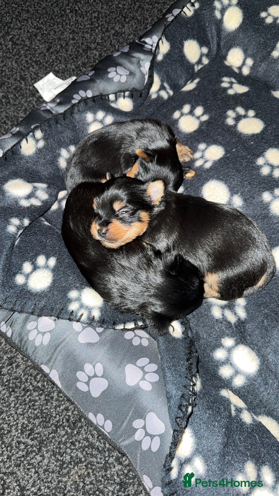 Yorkshire Terrier dogs for sale: Yorkshire Terrier Puppies  - Advert 14