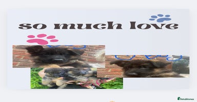 German Shepherd dogs - Advert 16