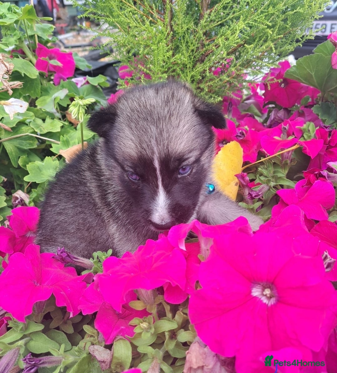 Shepsky dogs for sale: Shepsky puppies (blue + bi eyed) - Image 4