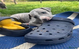 Whippet dogs for sale: Show Quality Blue Brindle KC Registered Whippets - Image 21