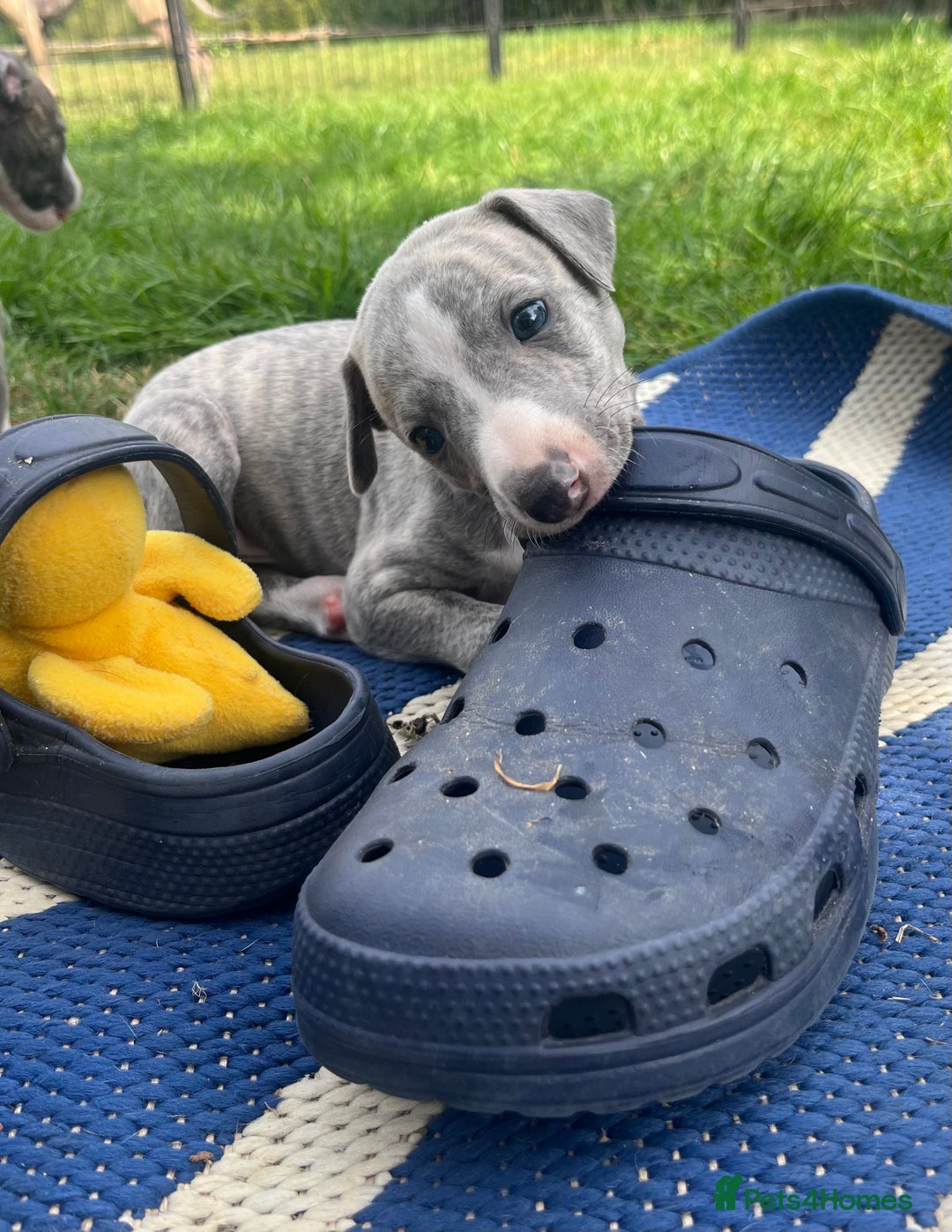 Whippet dogs for sale: Show Quality Blue Brindle KC Registered Whippets - Image 21