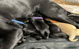 Labrador Retriever dogs for sale: Adorable KC registered fox red and black labs  - Image 25