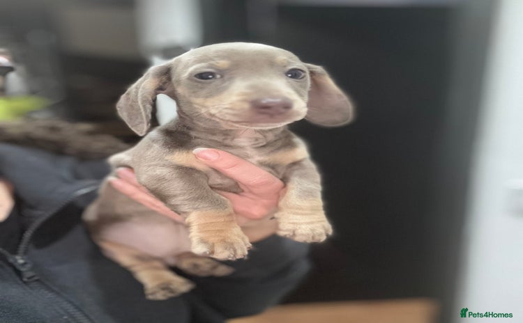 Miniature Dachshund dogs - Advert 2